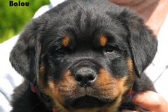 Balou_8W
