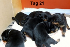Tag21_1