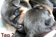 Tag2_H