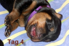 Tag4_H1