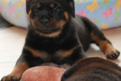 lila