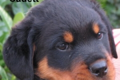 Cadett_19_7_11