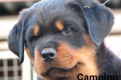 Campino_19_7_11