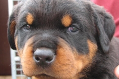 Capone1_03_07_11
