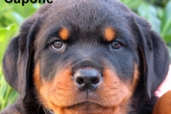 Capone_19_7_11