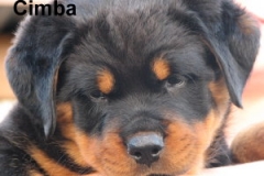 Cimba_19_7_11