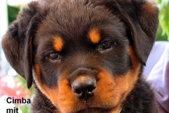 Cimba_b