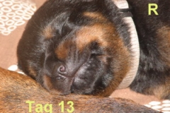13_04_12Darco2