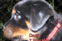 7Wo Daria