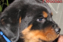 7WoDarco