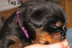 Tag20_6