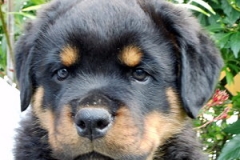 braun_Gepetto1
