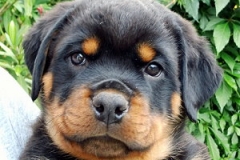 gelb_Gappay1