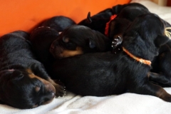 Babys_h
