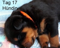Tag17_orange1