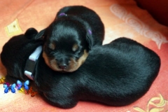 lila_2W