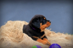 lila1