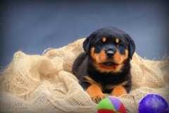 lila2